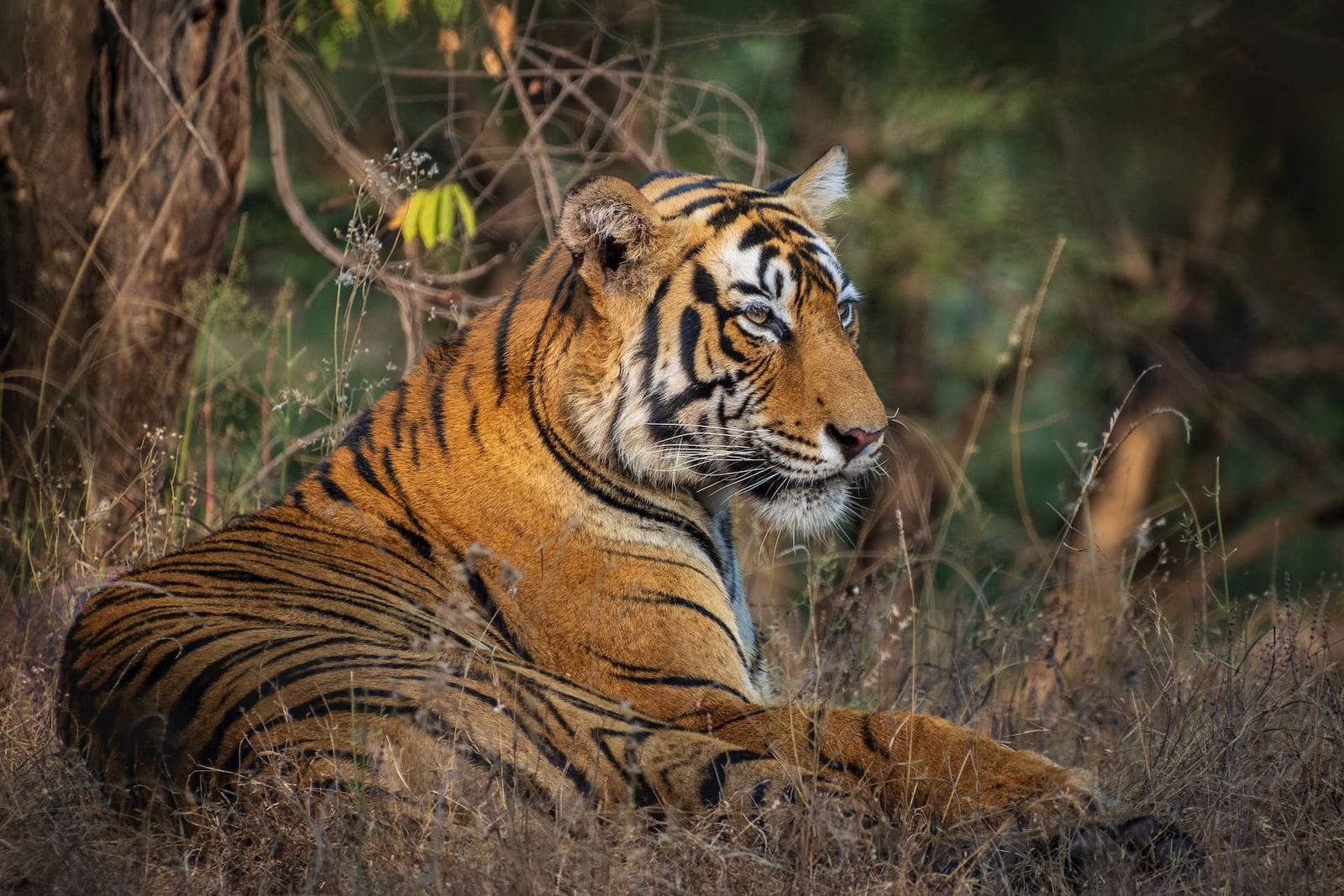 India