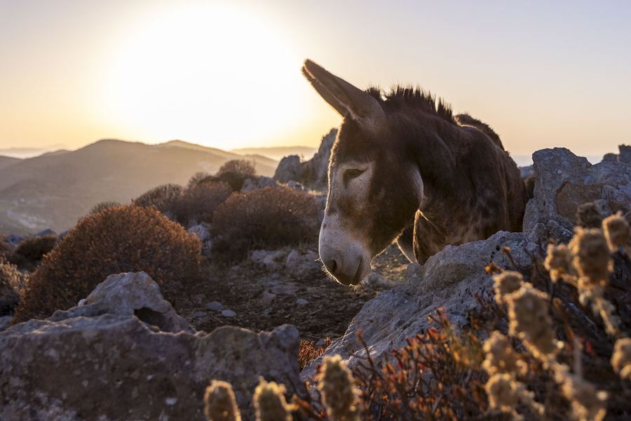 Greece, Cyclades, Folegandros, Donkey