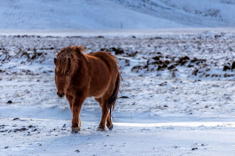 Iceland, Icelandic horse, Winter