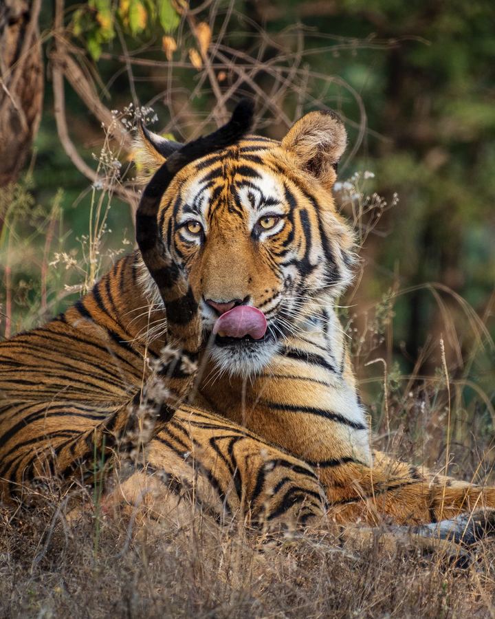 India, Ranthambore National Park, Tiger