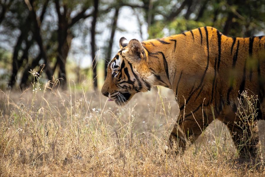 India, Ranthambore National Park, Tiger