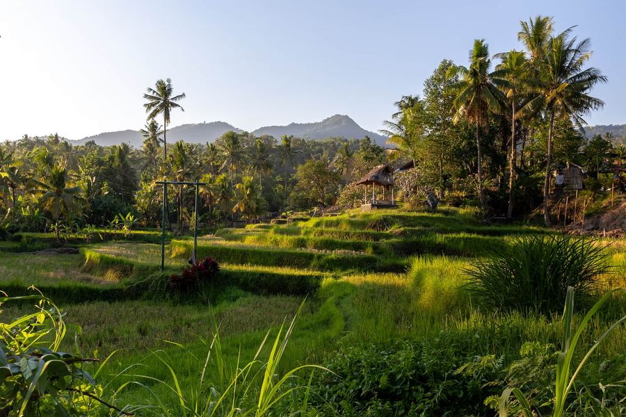 Indonesia, Bali, Rice Field