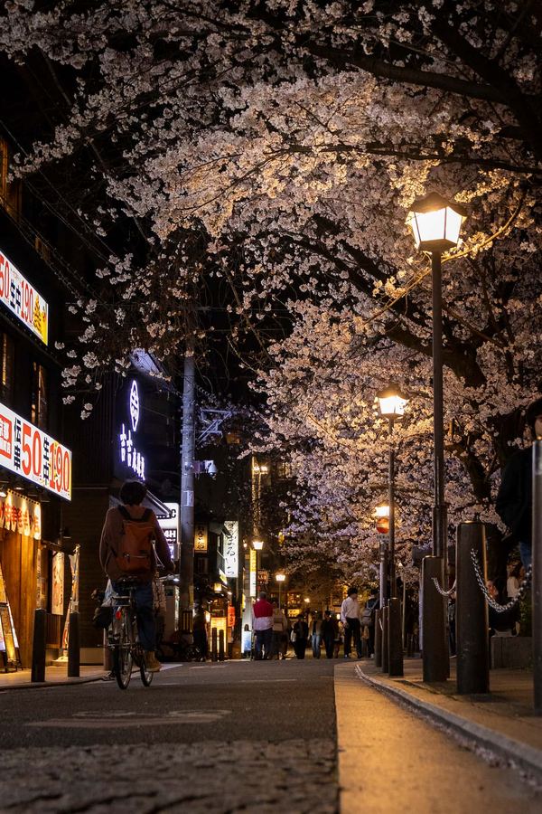 Kansai, Kyoto in evening with cherry blossom