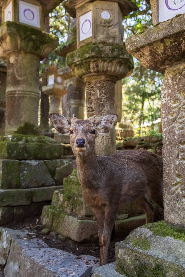 Kansai, Nara, Deer