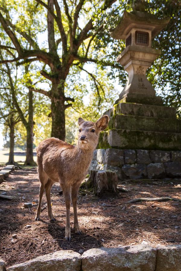 Kansai, Nara, Deer