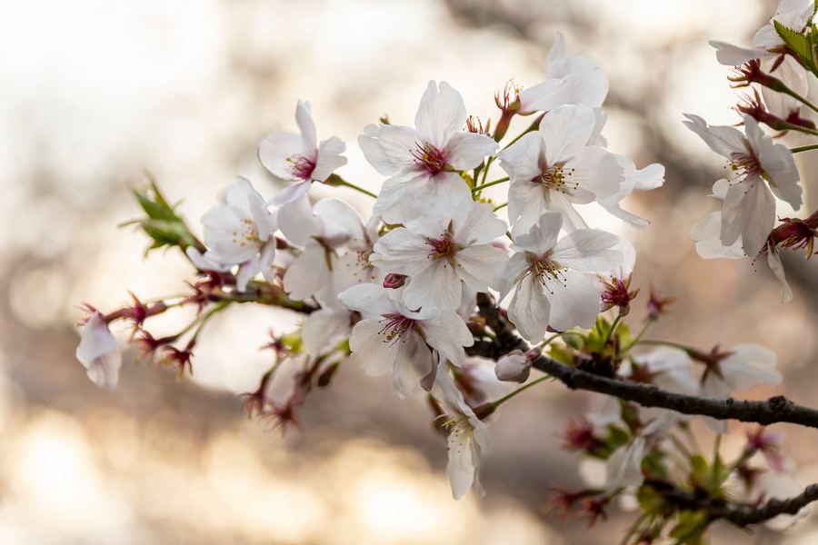 Kansai, Osaka, Cherry Blossom