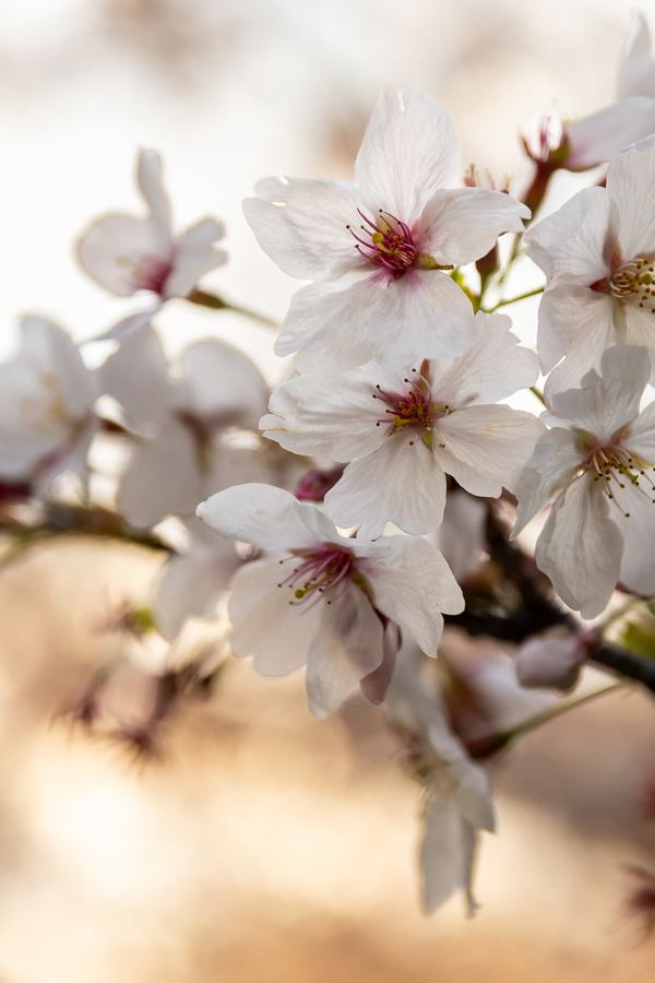 Kansai, Osaka, Cherry Blossom Season
