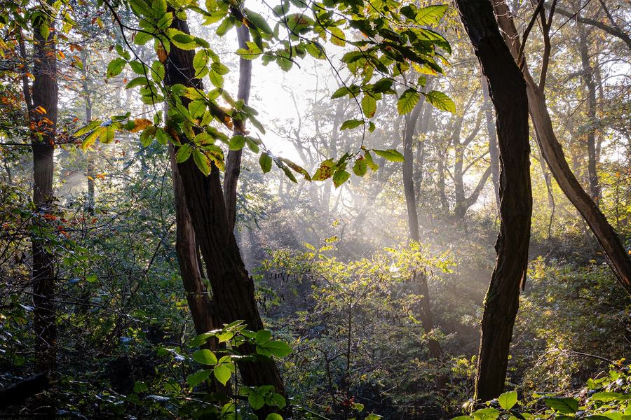 The Netherlands, Forest