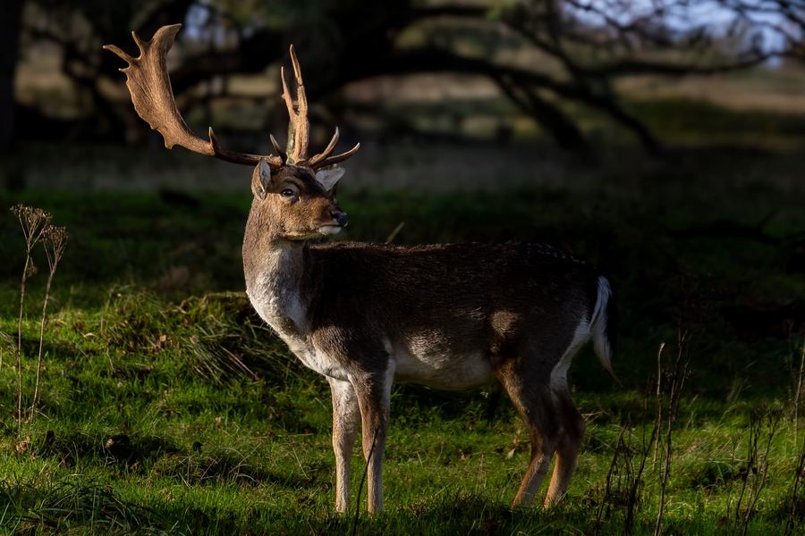The Netherlands, Amsterdamse Waterleidingduinen, Deer