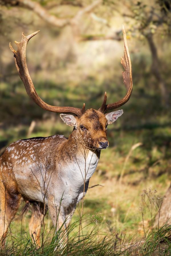 The Netherlands, Amsterdamse Waterleidingduinen, Deer