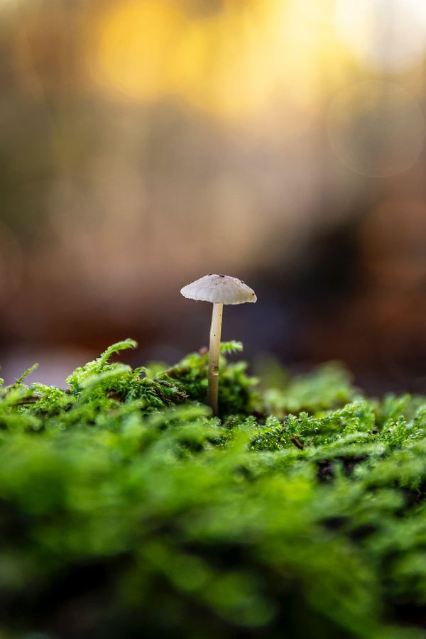 The Netherlands, Forest, Autumn, Fall