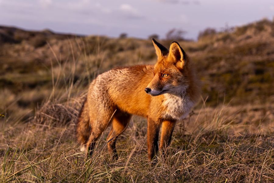 The Netherlands, Amsterdamse Waterleidingduinen, Fox, Golden Hour