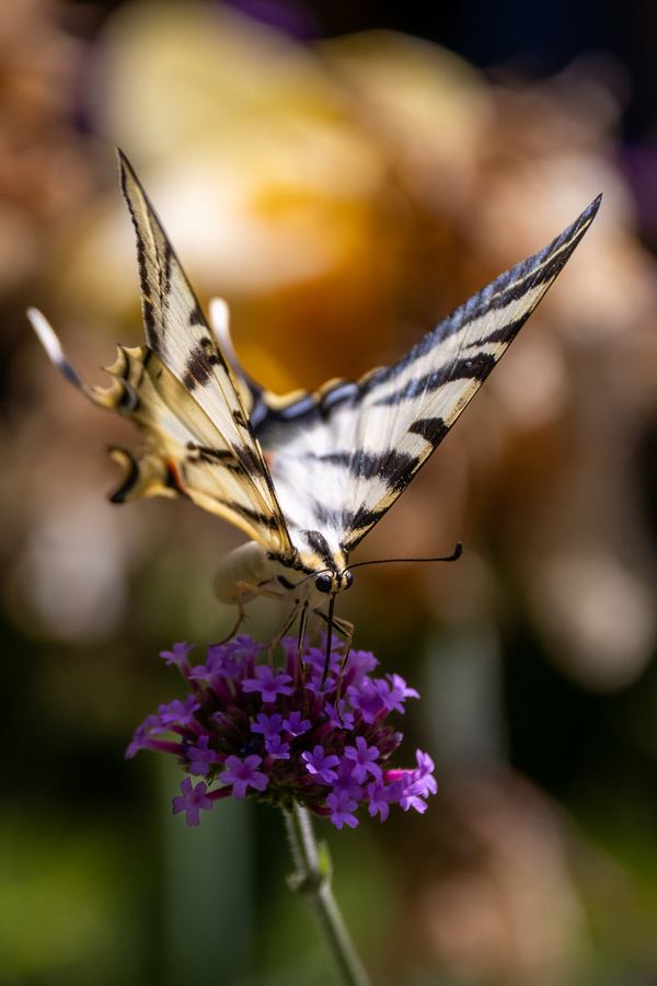 Spain, Andalusia, Colourful butterfly portrait