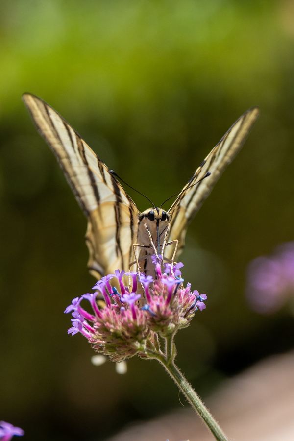 Spain, Andalusia, Colourful butterfly portrait