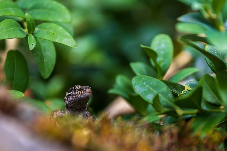 Spain, Aragon, Nature, Macro