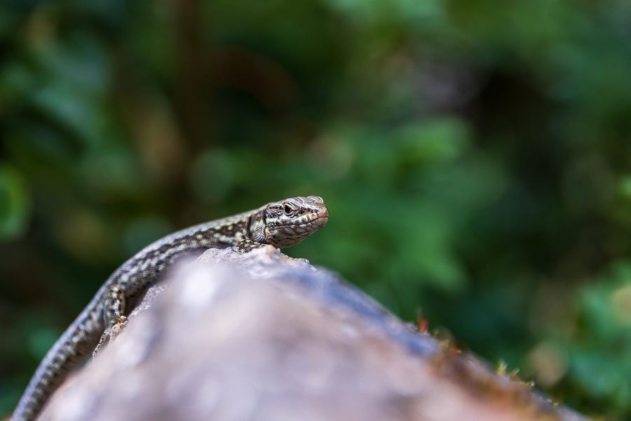 Spain, Aragon, Nature, Macro