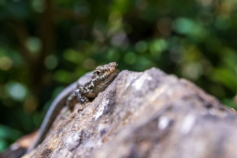Spain, Aragon, Nature, Macro