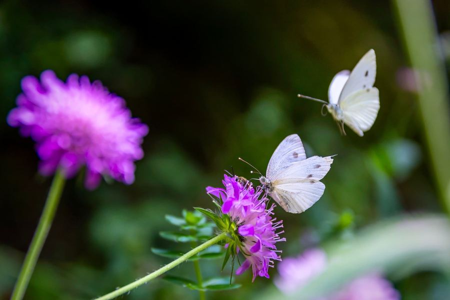 Spain, Aragon, Nature, Butterflies