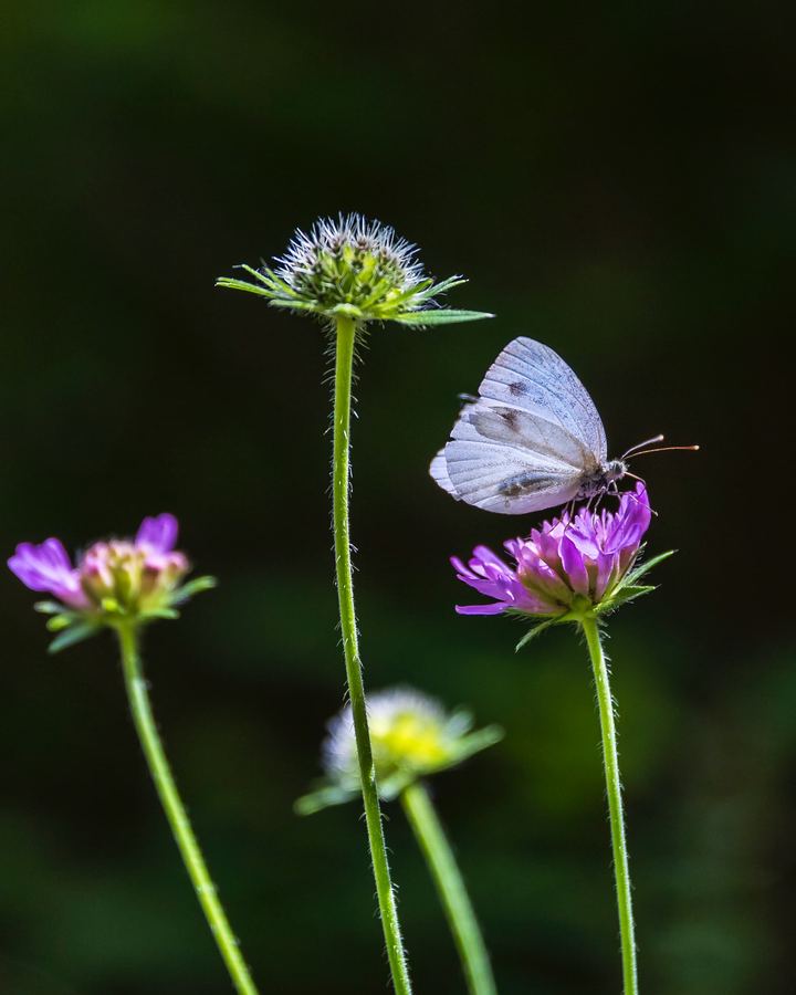Spain, Aragon, Nature, Butterflies