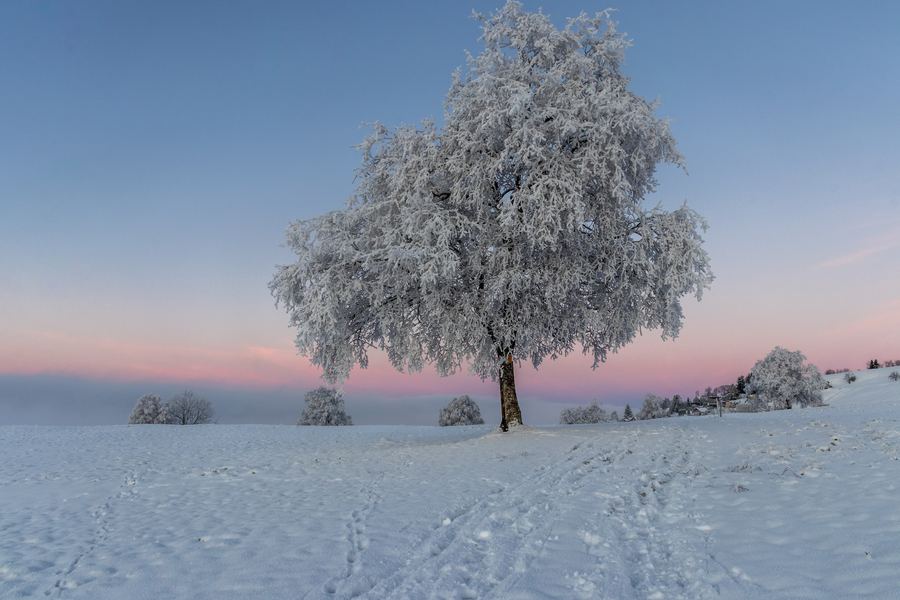 Switzerland, Frosty tree, Winter, Sunrise