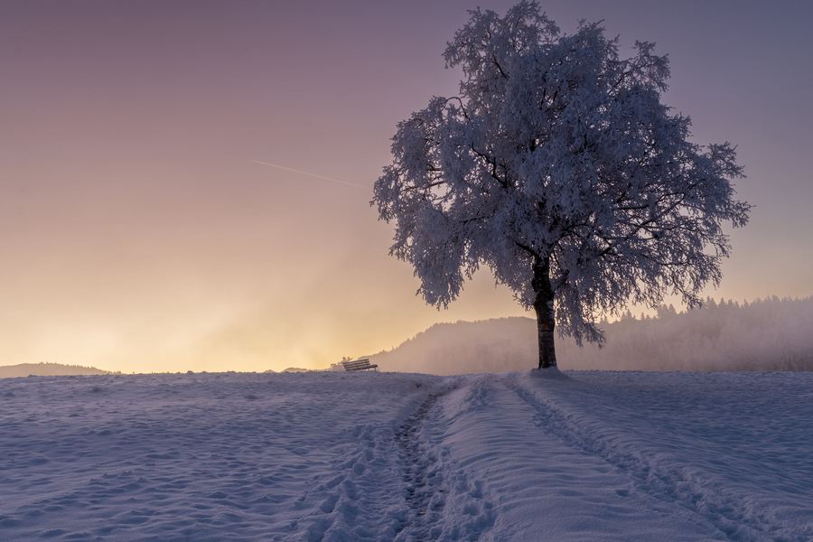 Switzerland, Sunrise, Frosty tree, Winter