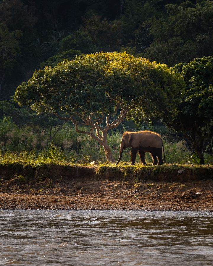 Elephant Nature Park, Thailand