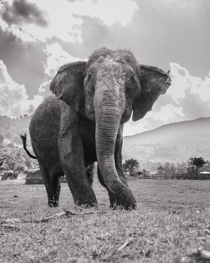 Elephant Nature Park, Thailand