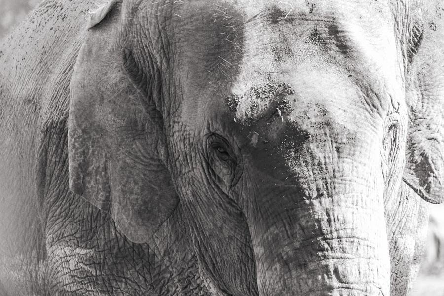 Elephant Nature Park, Thailand