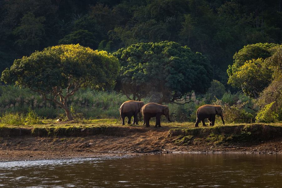 Elephant Nature Park, Thailand