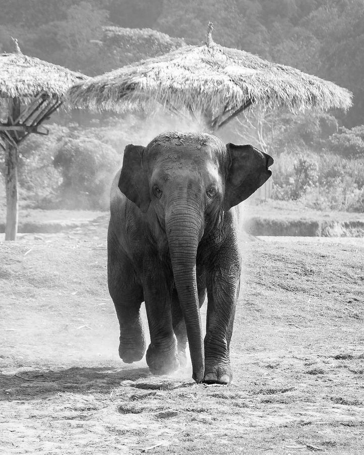 Elephant Nature Park, Thailand